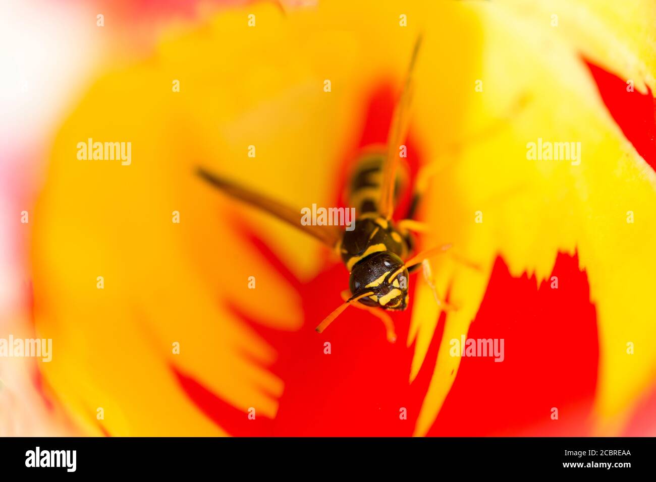 Red and yellow insect hi-res stock photography and images - Alamy