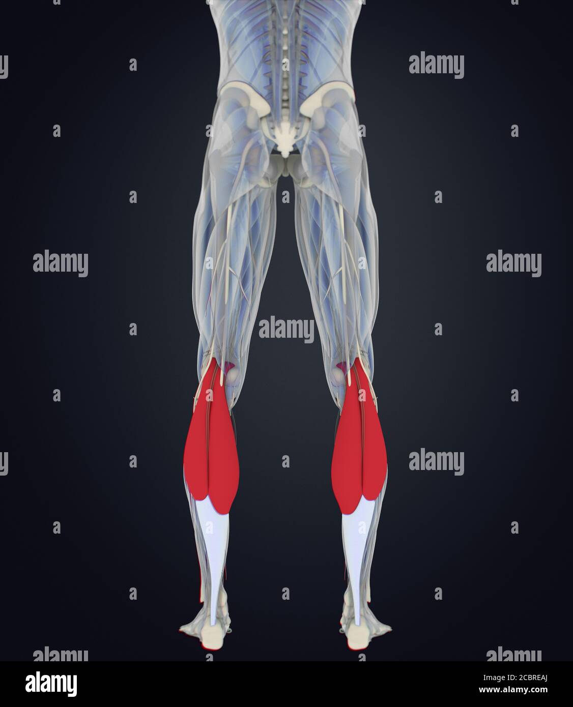 Anatomy illustration of Calf muscles, human anatomy, gastrocnemius. 3d