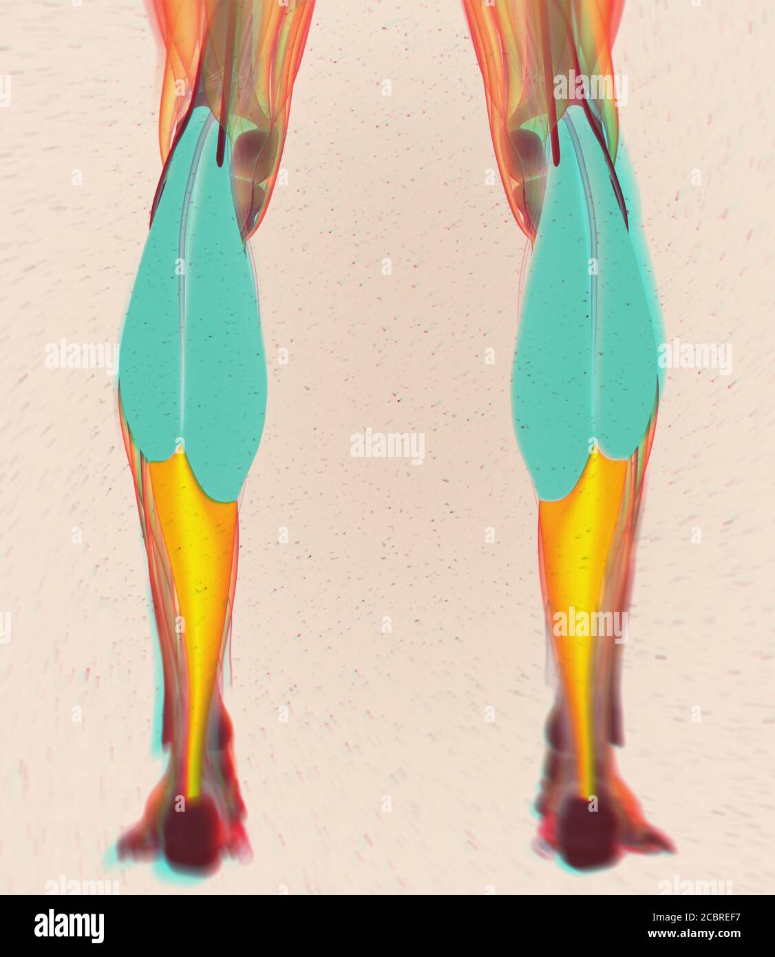 Anatomy illustration of Calf muscles, human anatomy, gastrocnemius. 3d