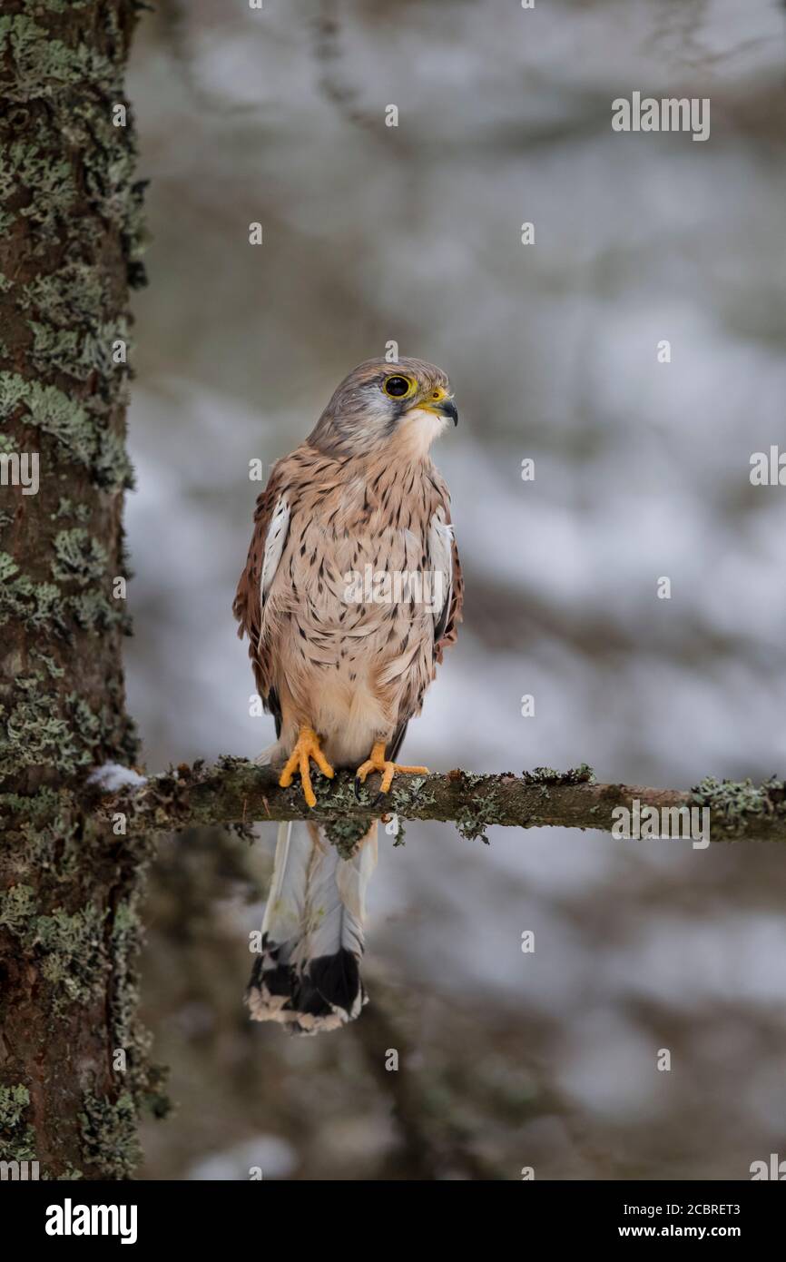 Turmfalke - Maennchen, Falco tinnunculus, common kestrel - male Stock Photo
