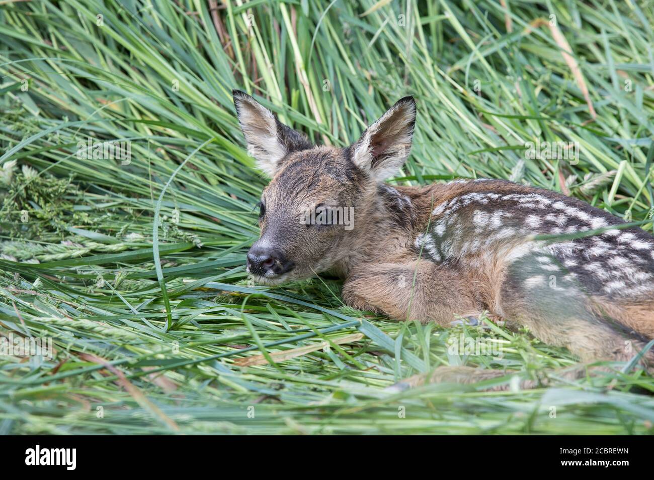 Rehkitz ,Capreolus capreolus, European roe deer Stock Photo