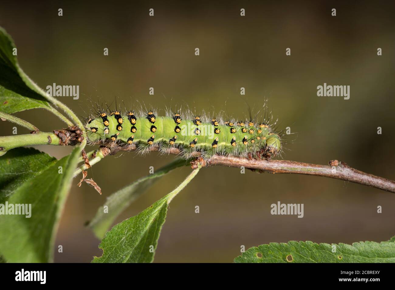 Kleines Nachtpfauenauge - Raupe, Saturnia pavonia, small emperor moth - caterpillar Stock Photo