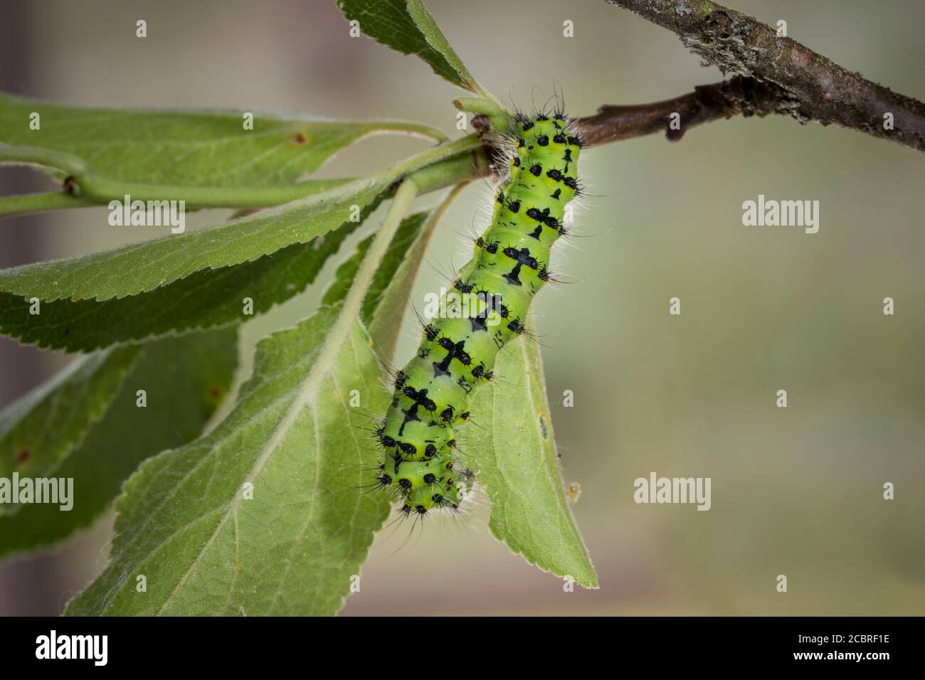 Kleines Nachtpfauenauge - Raupe, Saturnia pavonia, small emperor moth - caterpillar Stock Photo