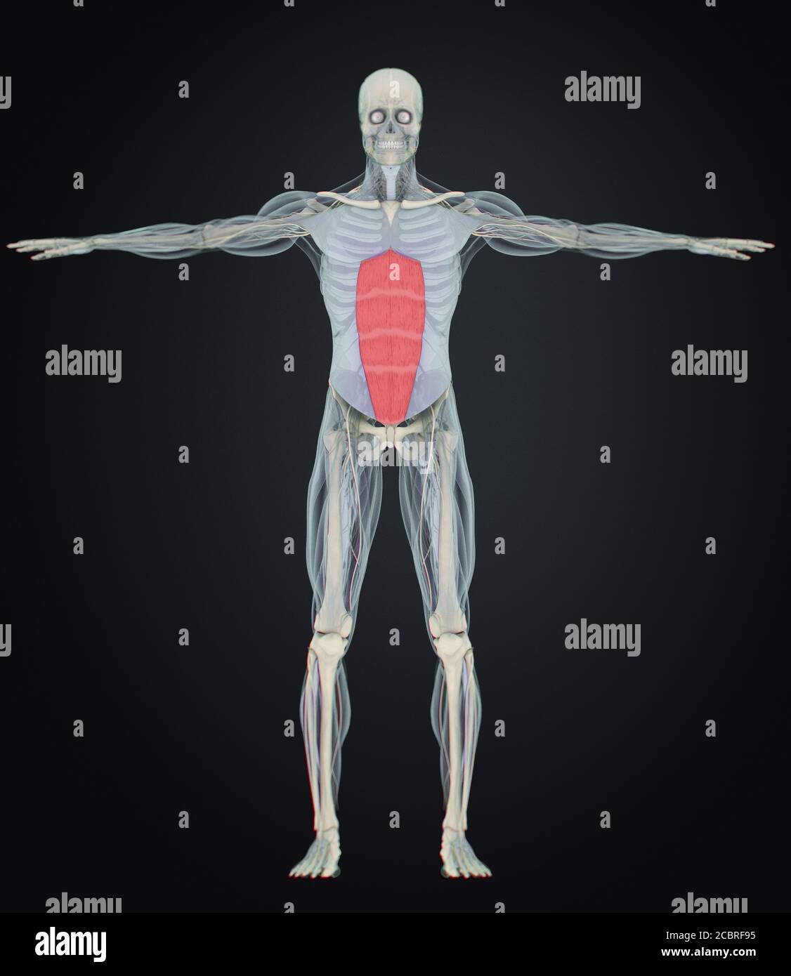 Medical anatomy muscle illustration of the rectus abdominis. 3d illustration Stock Photo