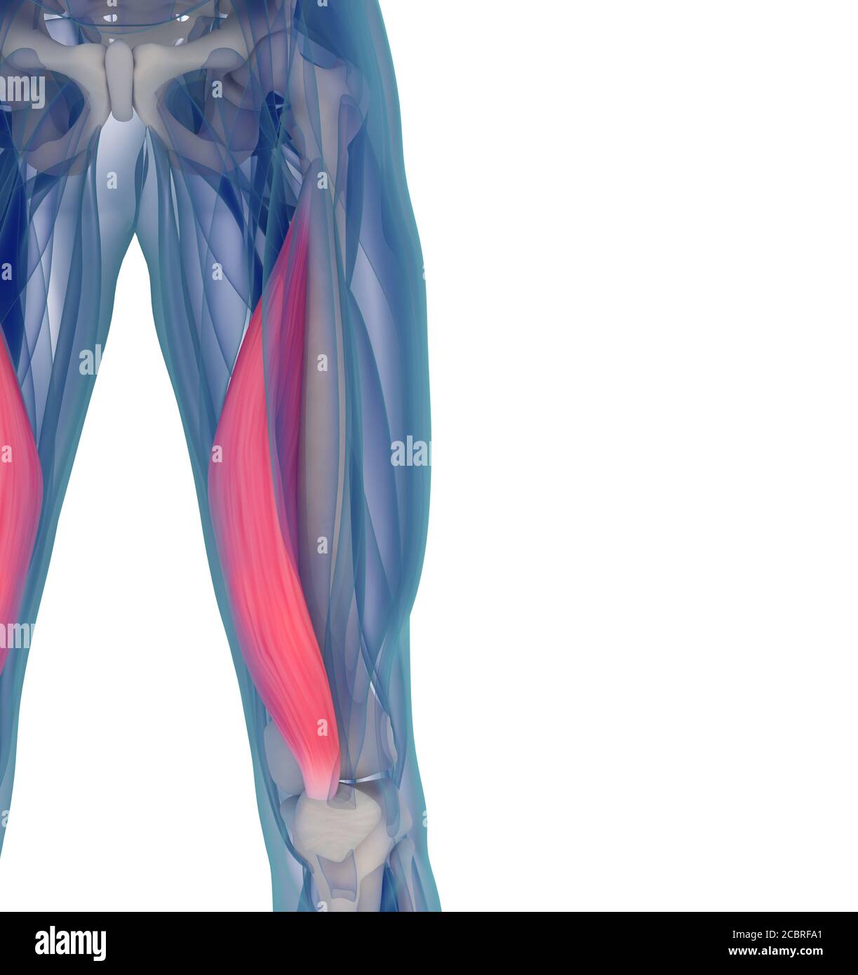 3d 4 medical imuscle