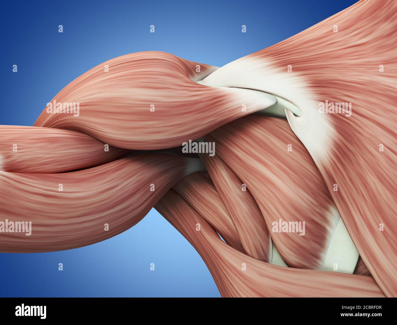 Anatomy illustration of human shoulder muscles. Stock Photo