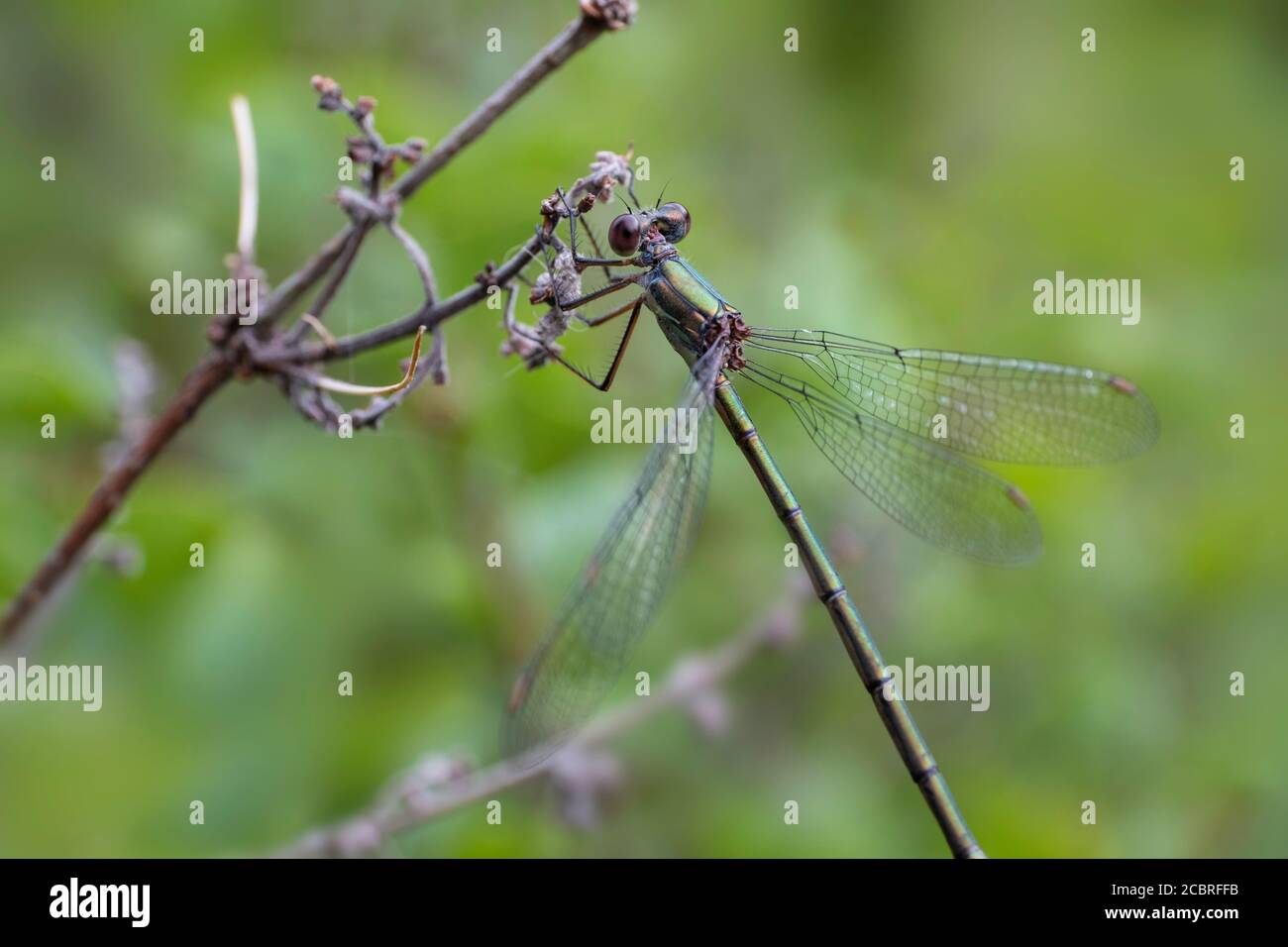 The green Chalcolestes viridis dragonfly perched on a branch. Dragonfly in natural environment. Focus on the head with compund eyes and body Stock Photo