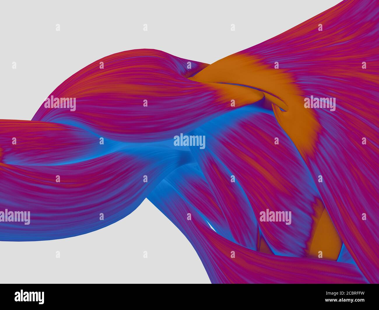 Anatomy illustration of human shoulder muscles Stock Photo Alamy