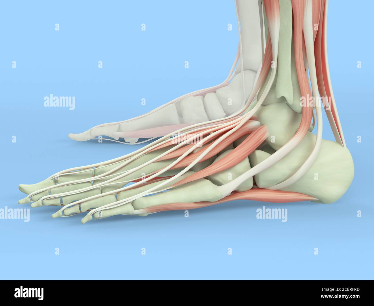 Anatomy illustration of human foot  3D Illustration. Stock Photo