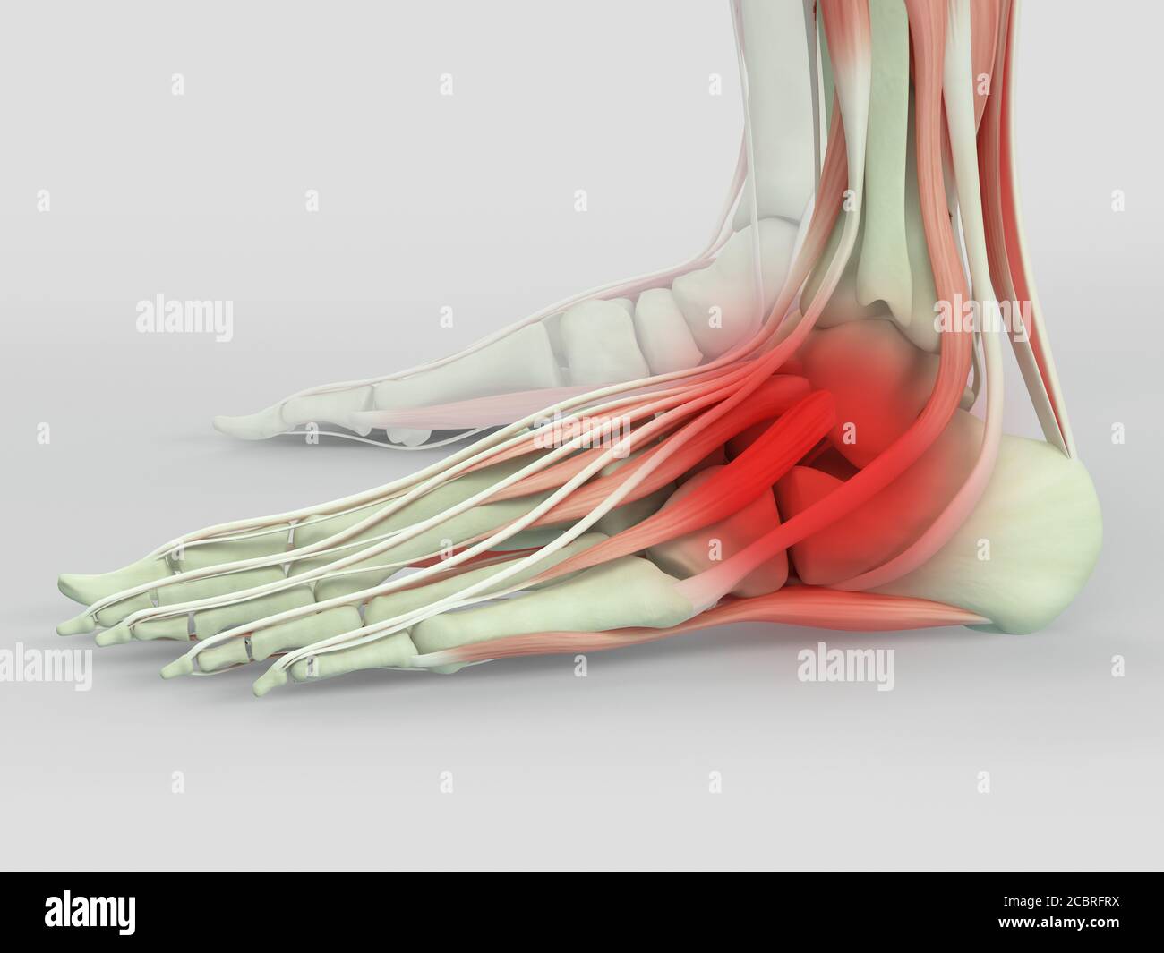 Anatomy illustration of human foot  3D Illustration. Stock Photo