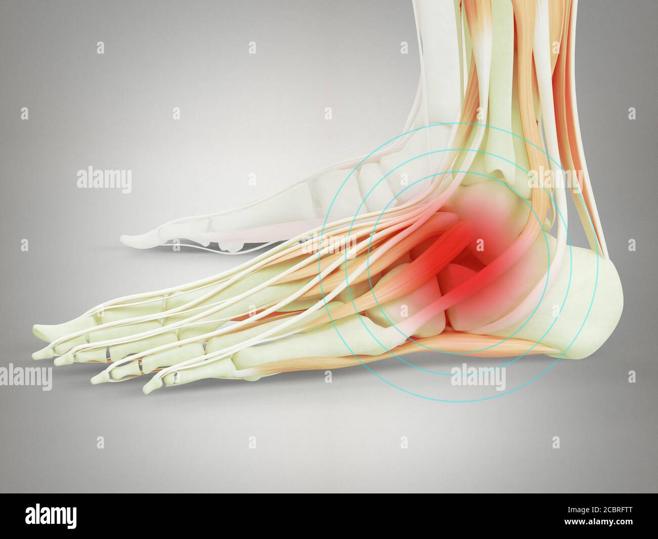 Anatomy illustration of human foot  3D Illustration. Stock Photo