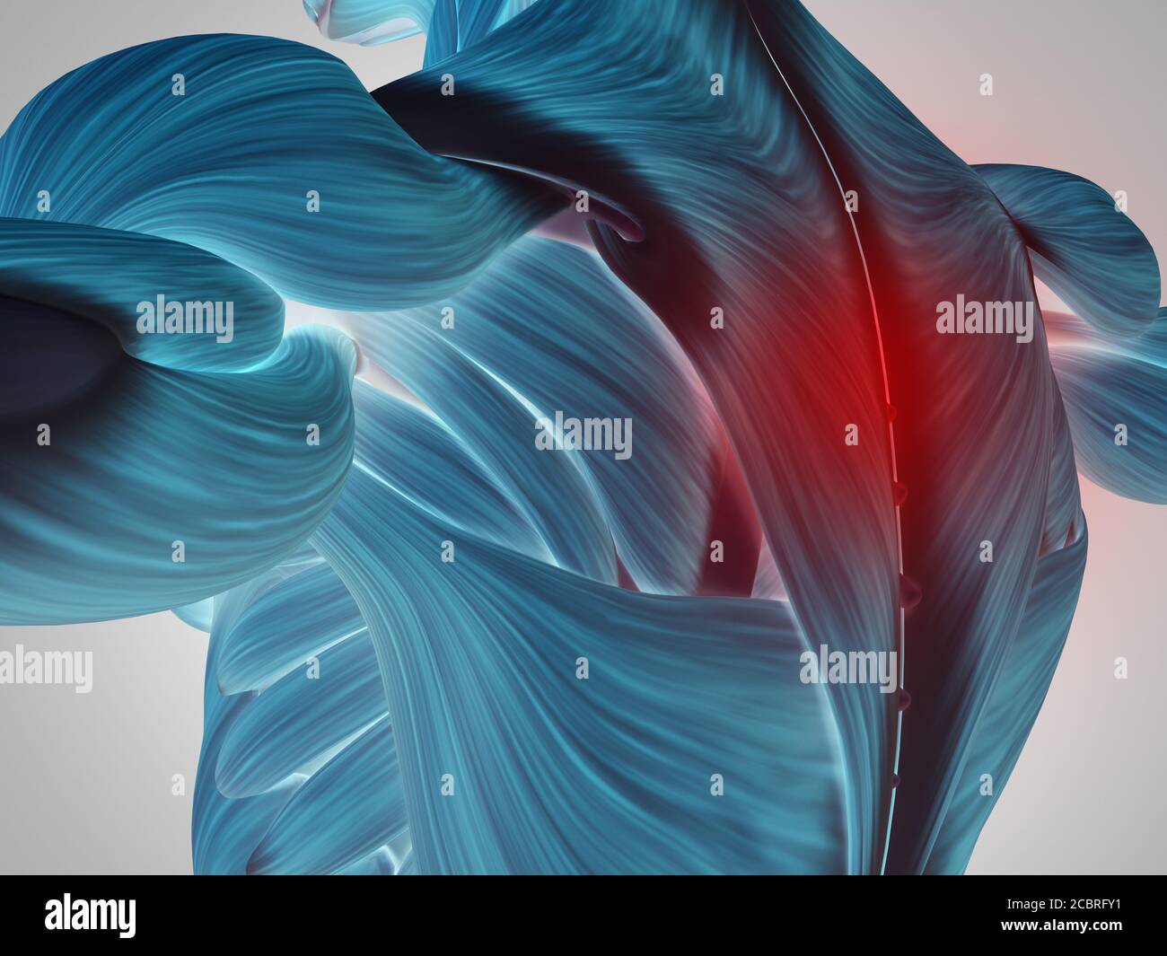 Human anatomy. Torso back, shoulder, muscles. 3d illustration Stock
