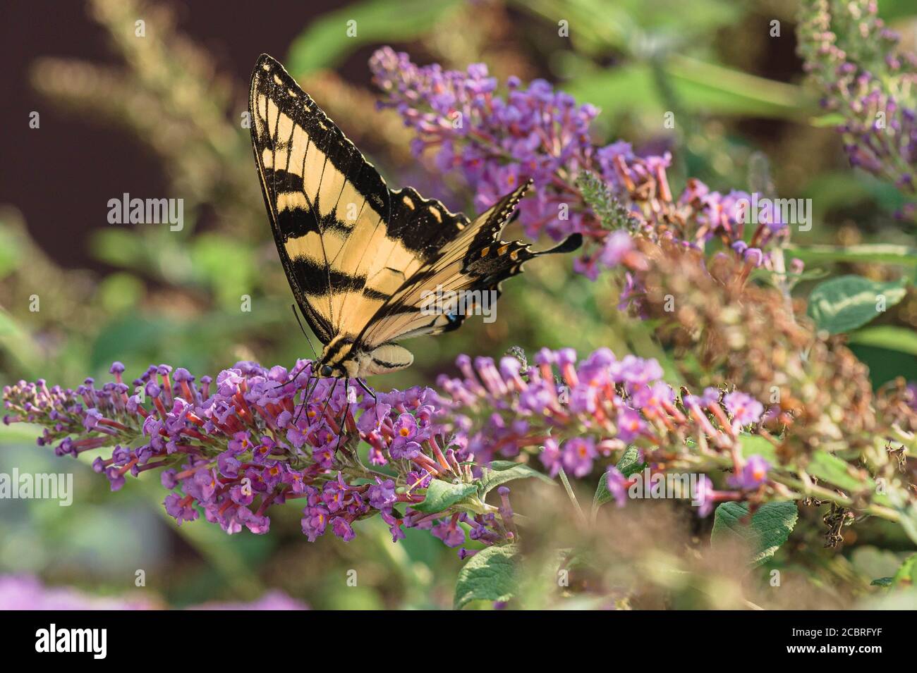 Yellow Swallowtail Butterfly on Purple Butterfly Bush Milkweed Stock Photo