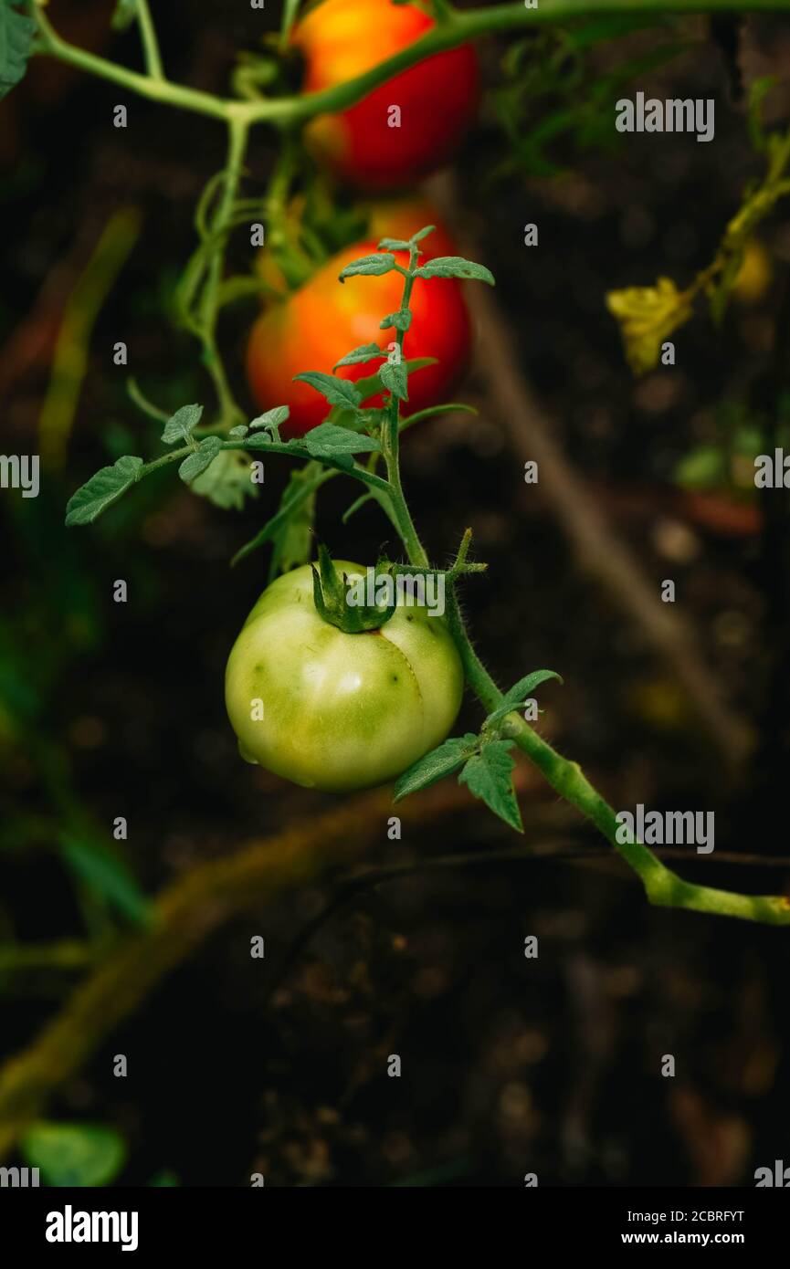 Red & Green Tomatoes on the Vine Stock Photo