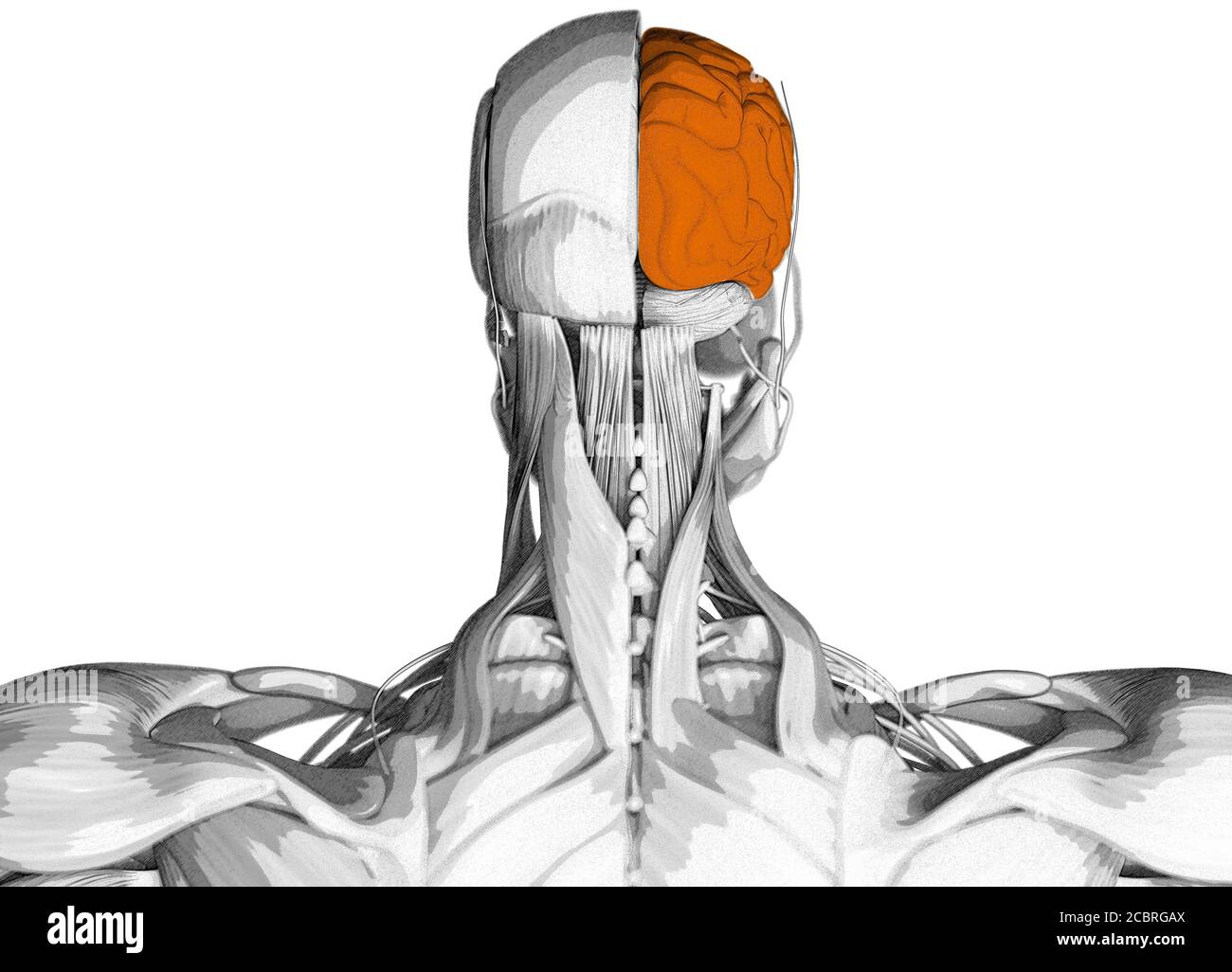 Human anatomy science image of brain. 3d illustration Stock Photo - Alamy