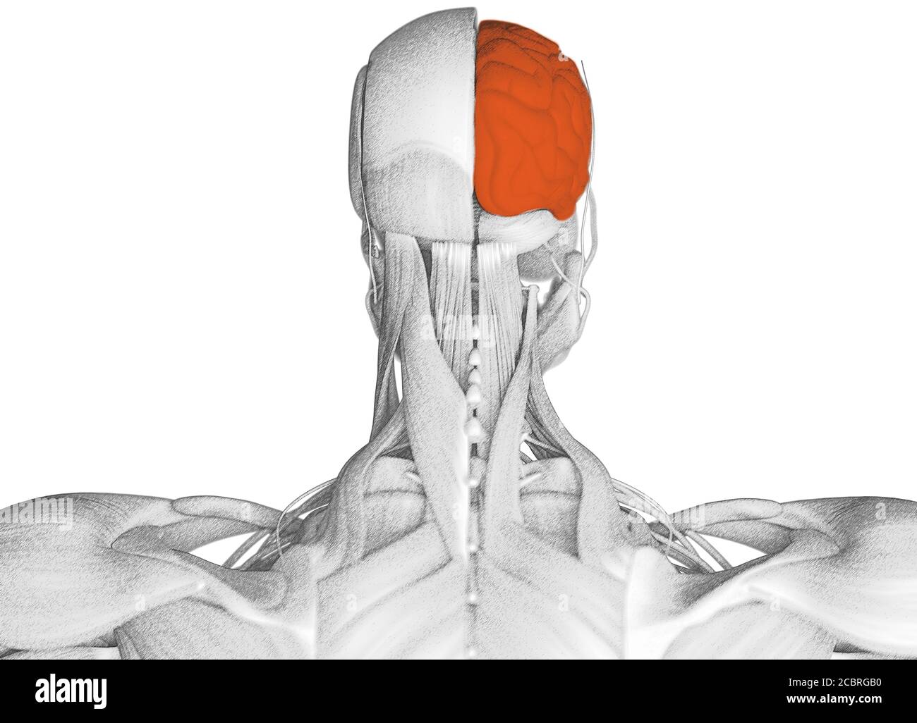 Human anatomy science image of brain. 3d illustration Stock Photo - Alamy