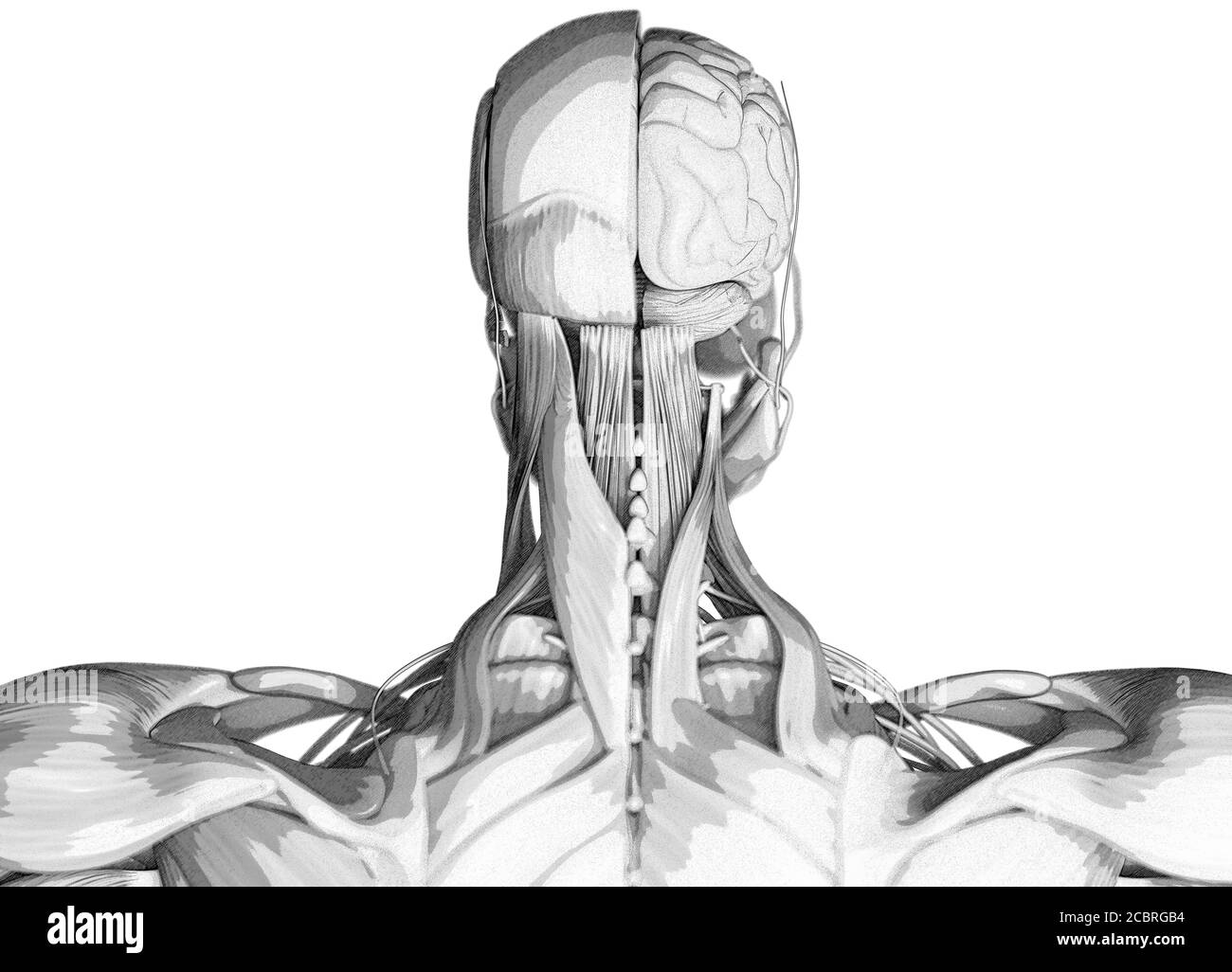 Human anatomy science image of brain. 3d illustration Stock Photo - Alamy