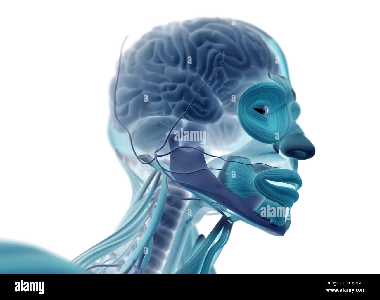 Human anatomy science image of brain. 3d illustration Stock Photo - Alamy