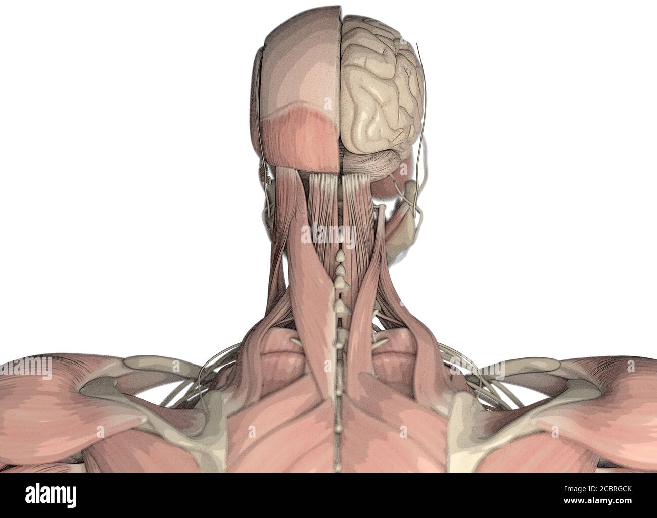 Human anatomy science image of brain. 3d illustration Stock Photo - Alamy