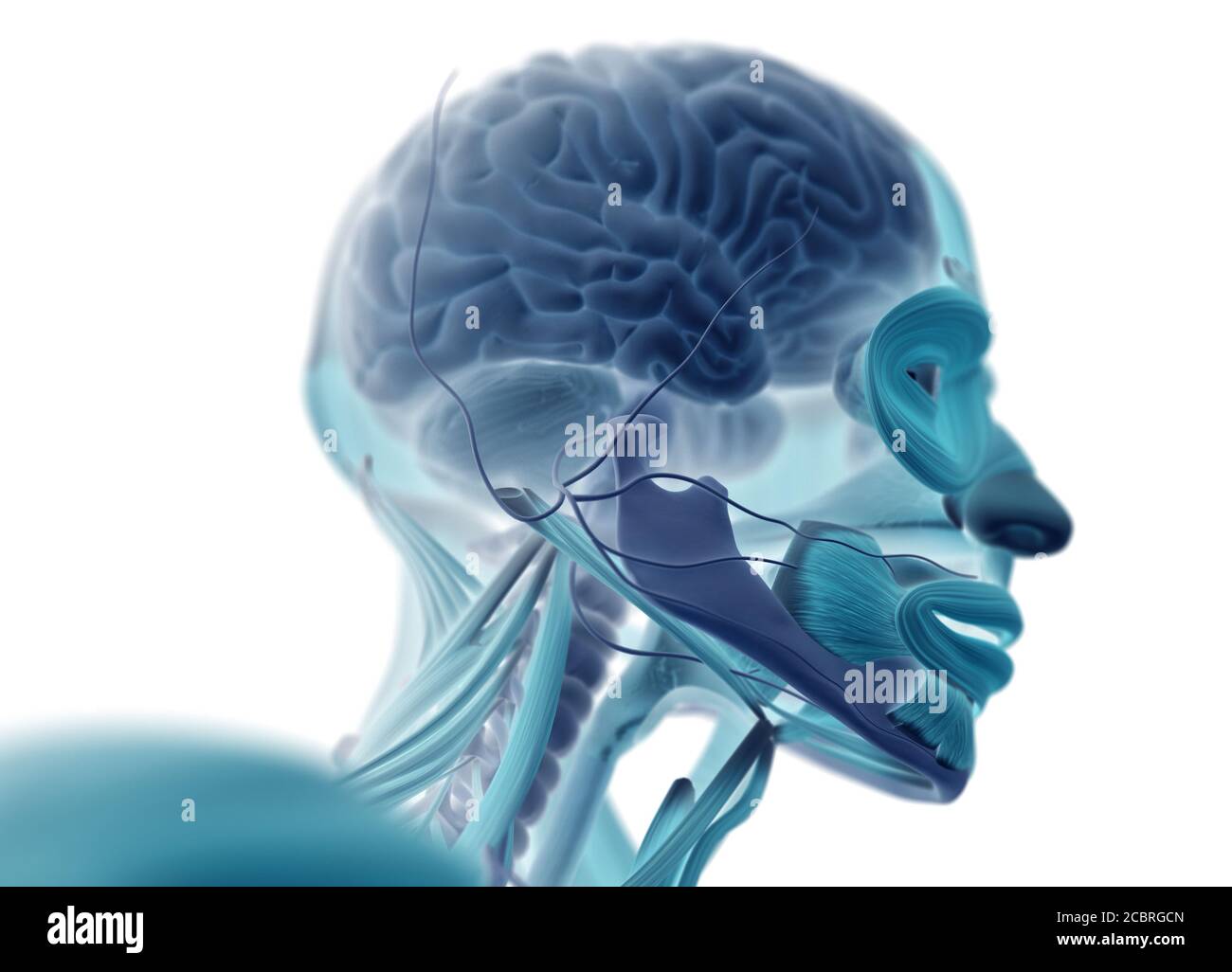 Human anatomy science image of brain. 3d illustration Stock Photo - Alamy
