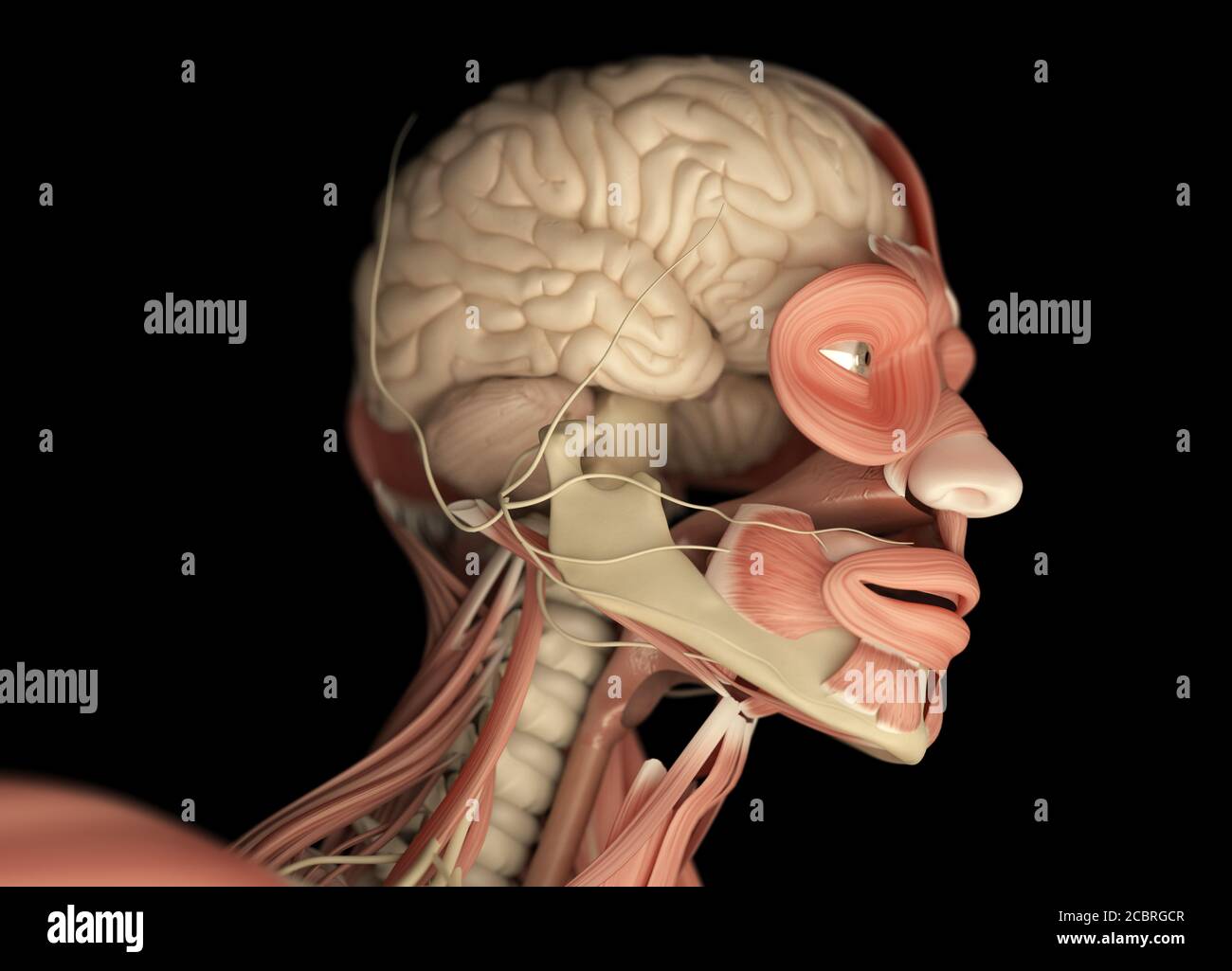 Human anatomy science image of brain. 3d illustration Stock Photo - Alamy