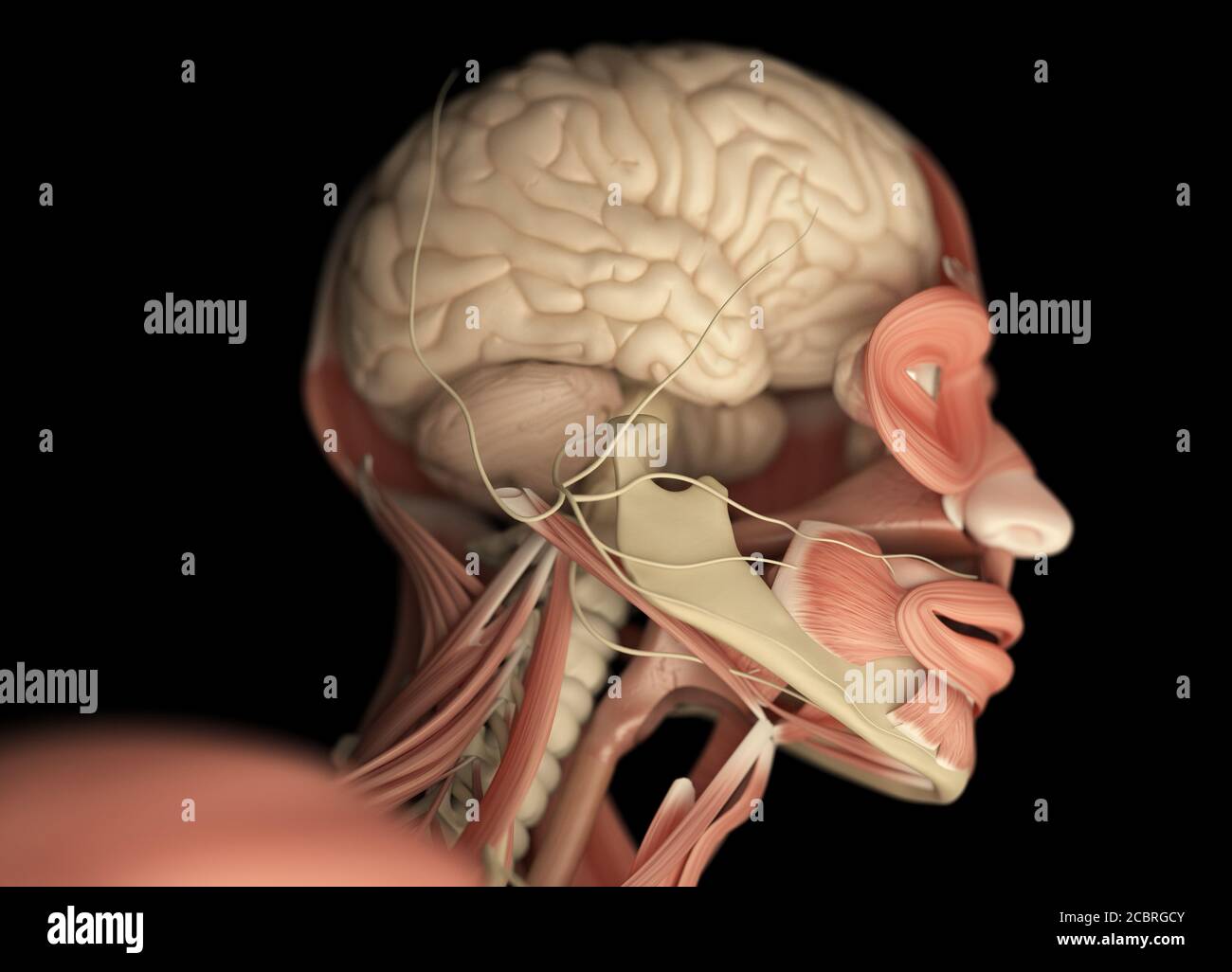 Human anatomy science image of brain. 3d illustration Stock Photo - Alamy