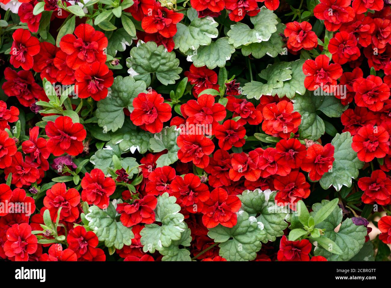 Red petunia hi-res stock photography and images - Alamy