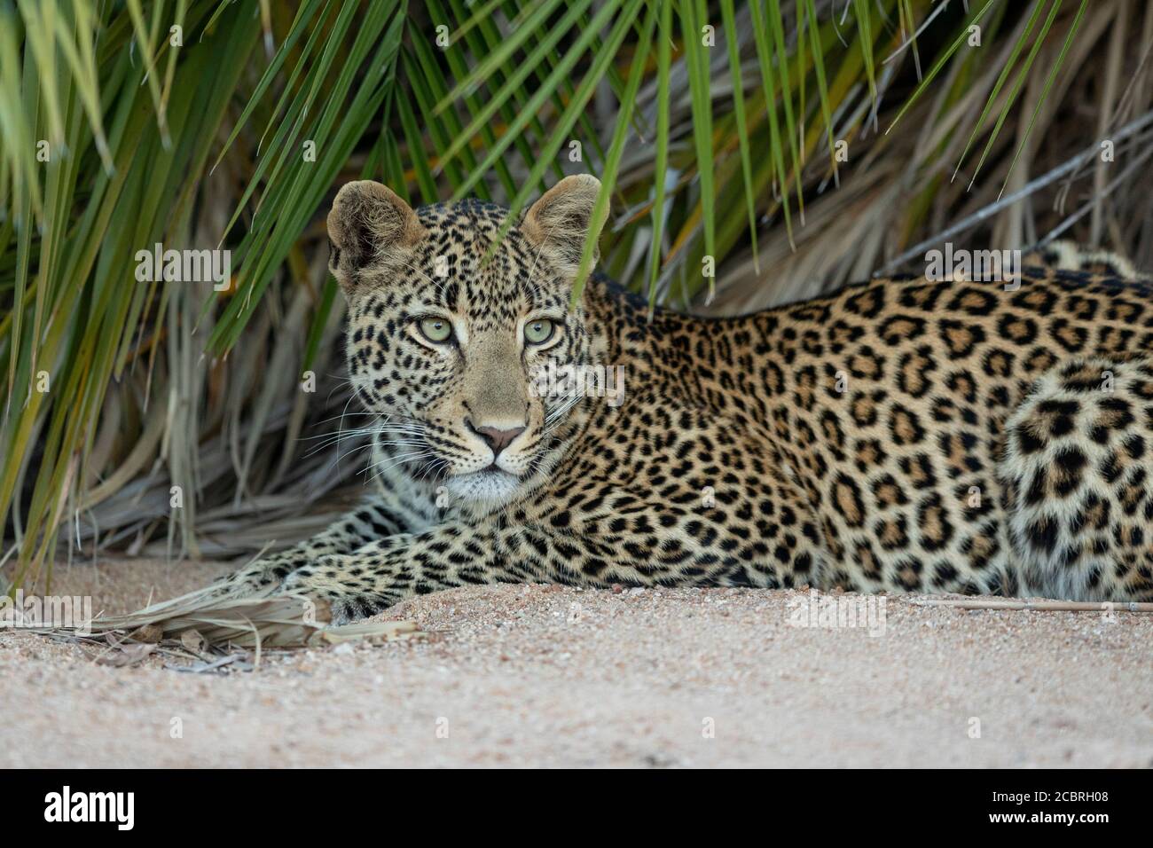 Adult leopard with beautiful green eyes lying down in the shade of a palm tree in Kruger Park South Africa Stock Photo