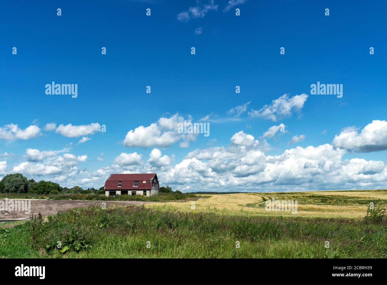 a small old house in the distance on a green wheat field. rural landscape.beautiful sky with clouds. Stock Photo
