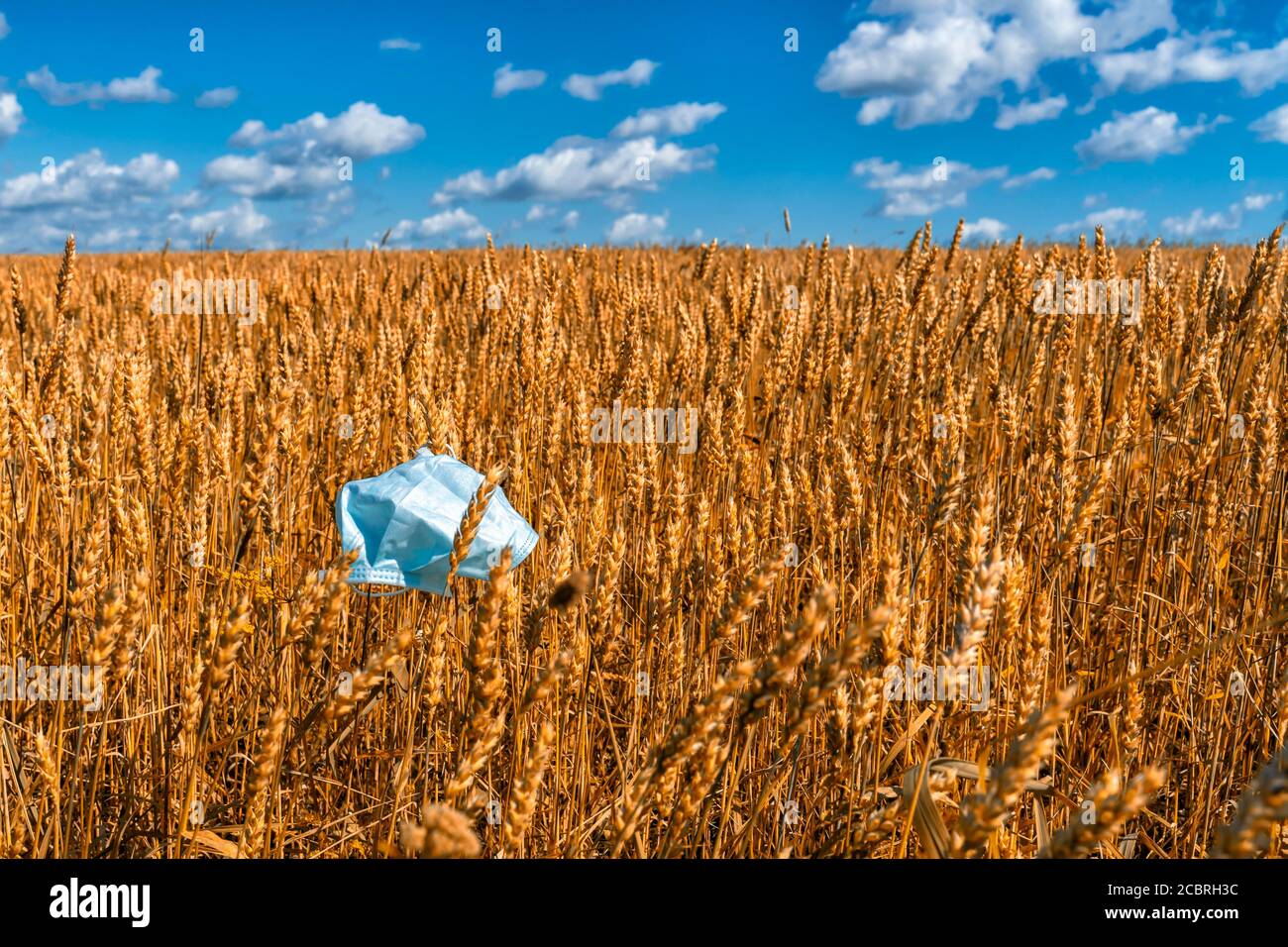 disposable mask on a beautiful barley field. the problem of disposal of