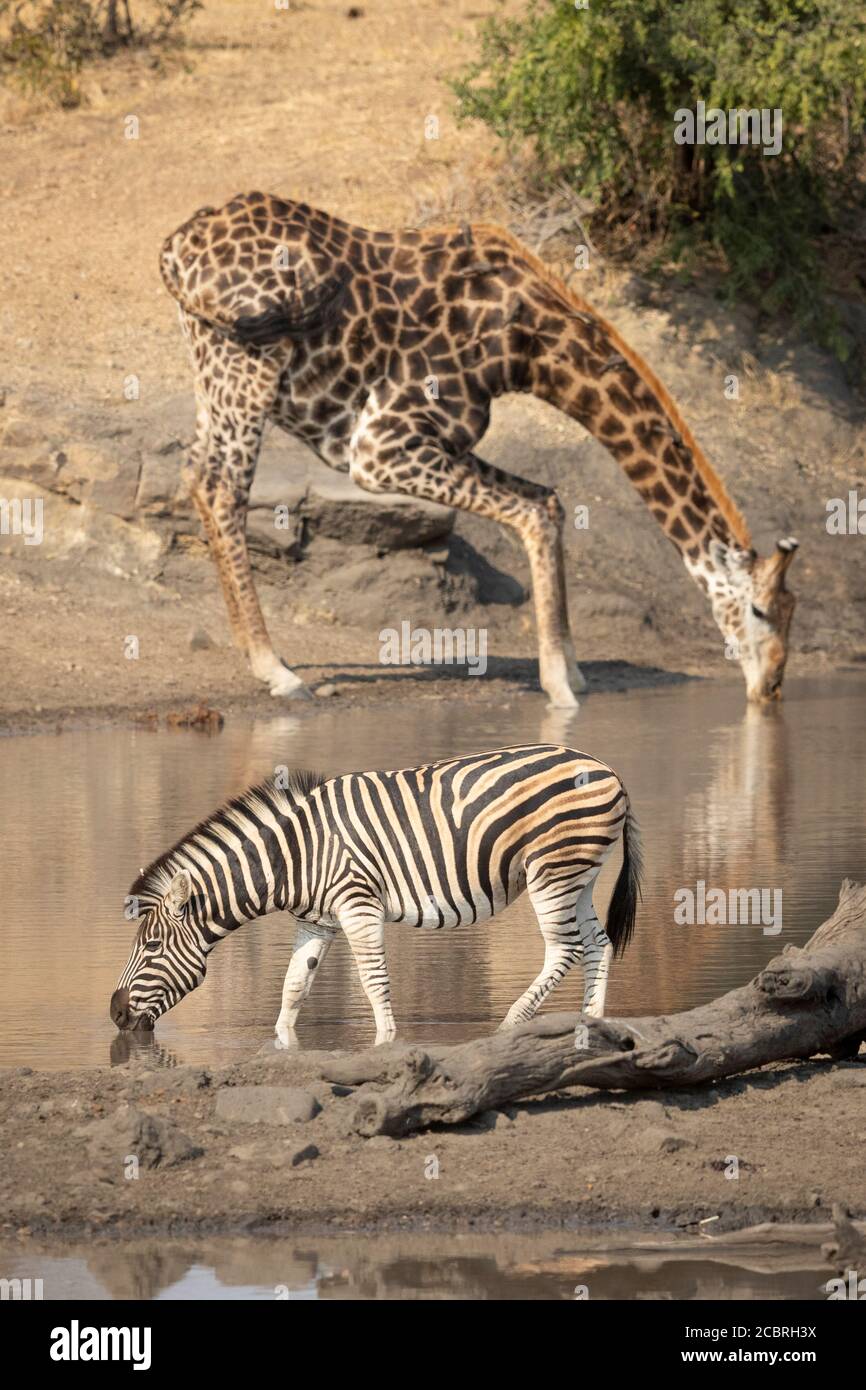 One adult zebra drinking near a tall male giraffe which is drinking on the opposite site of the waterhole in Kruger Park South Africa Stock Photo