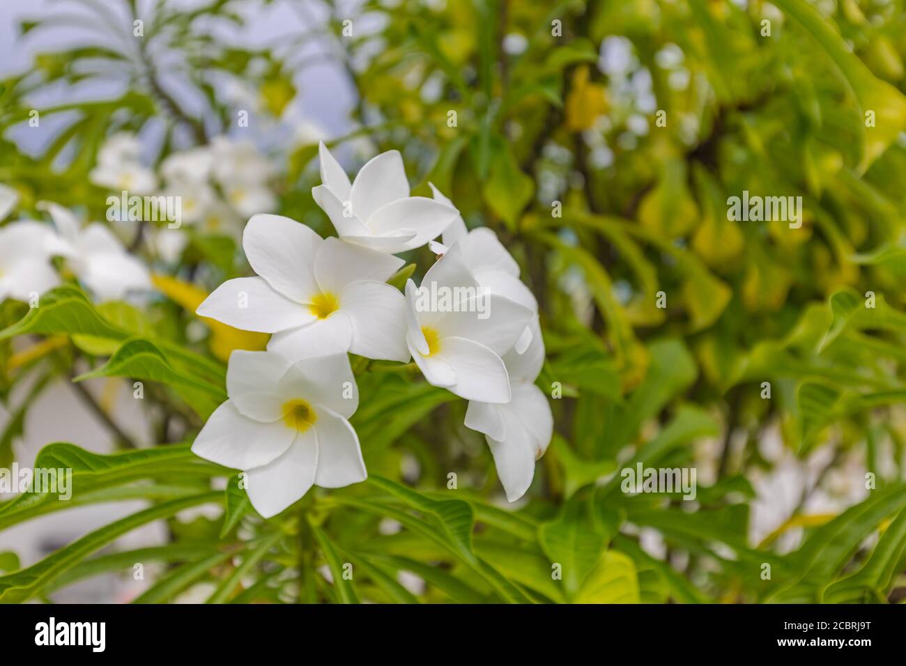 Frangipani, plumeria seamless tropical pattern. Colorful bright flower nature. Natural floral background. Flower stalk and leaves. Stock Photo