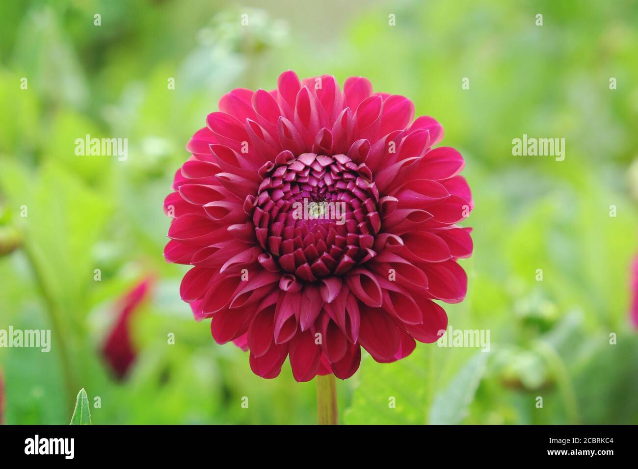 Deep purple pompon dahlia in flower Stock Photo