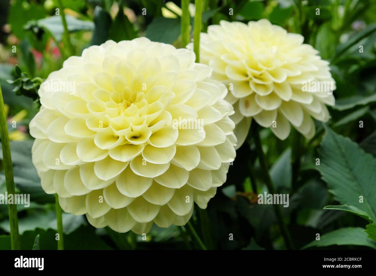 Pale yellow pompon dahlia in flower Stock Photo