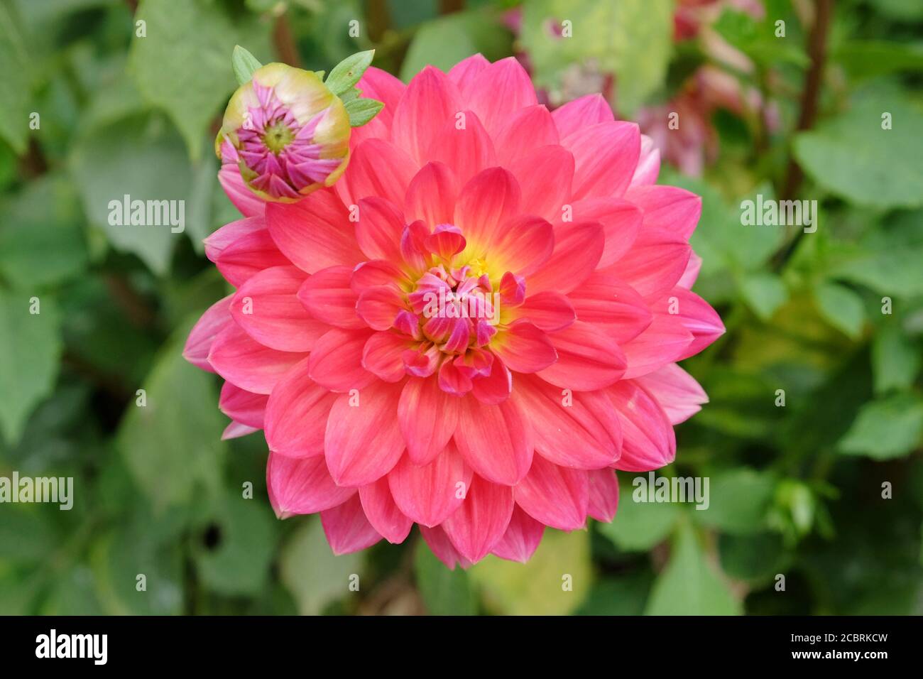 Pink waterlily 'Kilburn rose' dahlias in bloom Stock Photo