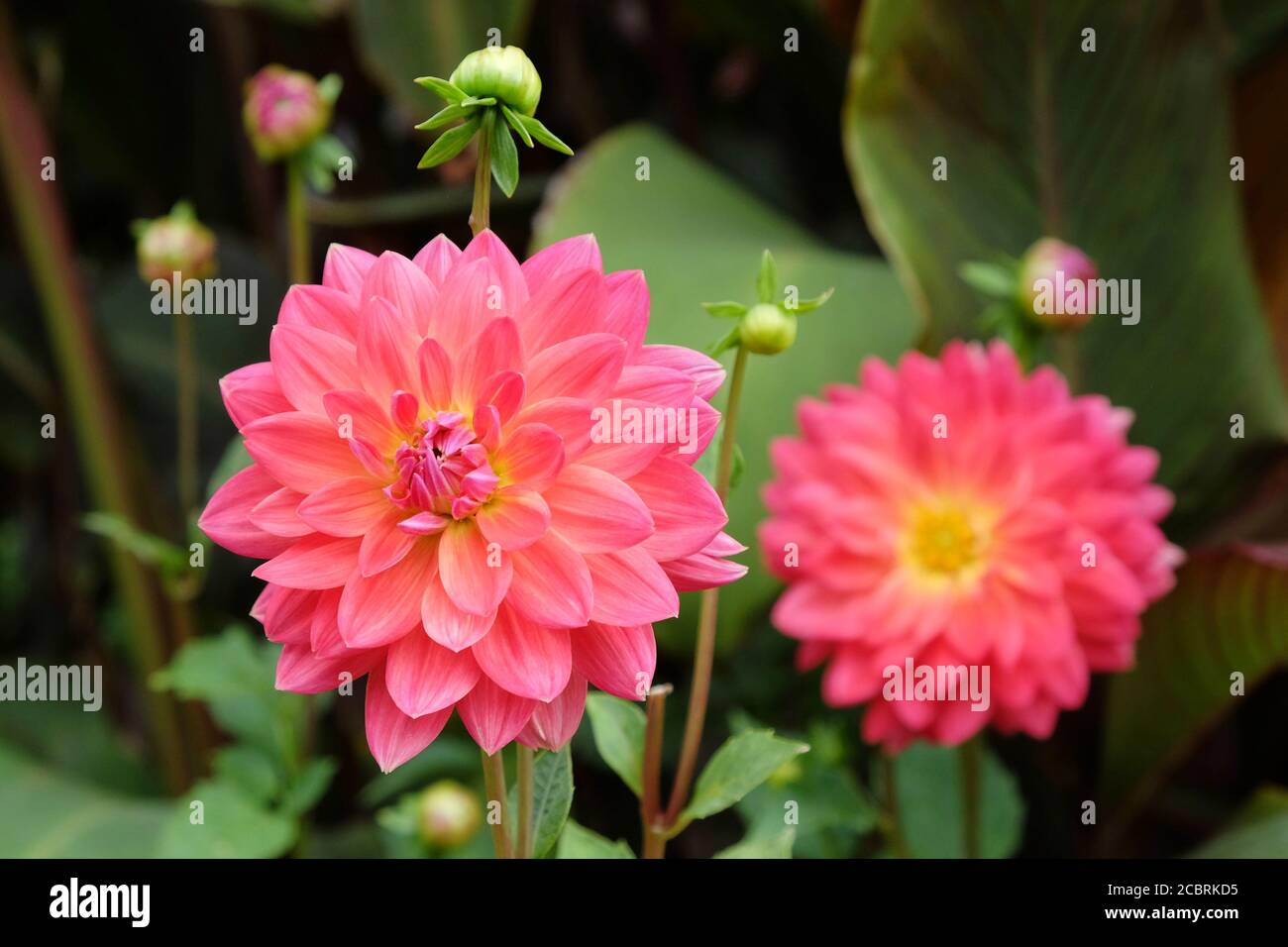 Pink waterlily 'Kilburn rose' dahlias in bloom Stock Photo