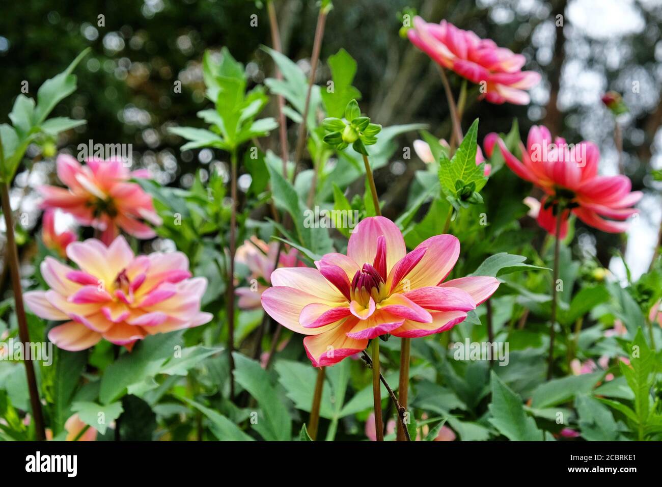Pale yellow dahlia hires stock photography and images Alamy