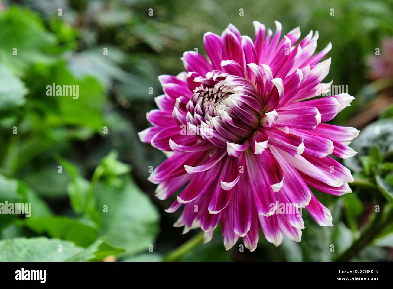 Pink and purple decorative dahlia flowers in bloom during late summer Stock Photo