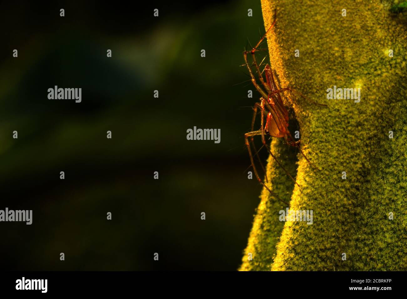 A lynx spider perched on a leaf Stock Photo