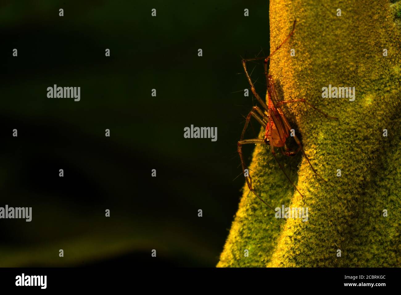 A lynx spider perched on a leaf Stock Photo