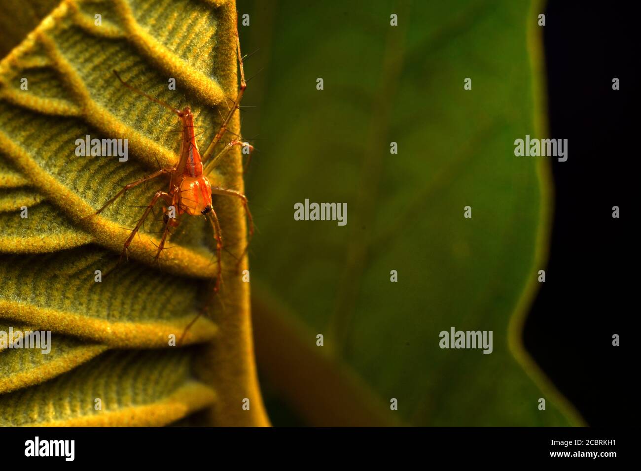 A lynx spider perched on a leaf Stock Photo