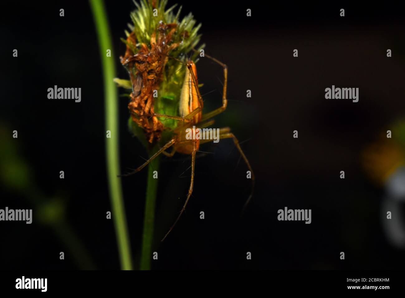A lynx spider perched on a leaf Stock Photo