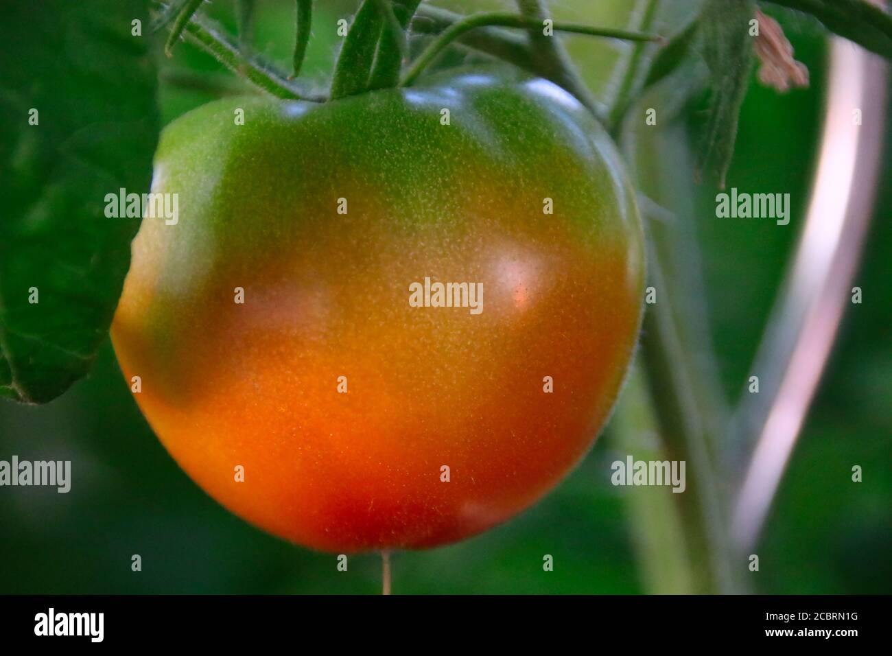 a Rainbow tomato growing on a plant Stock Photo Alamy