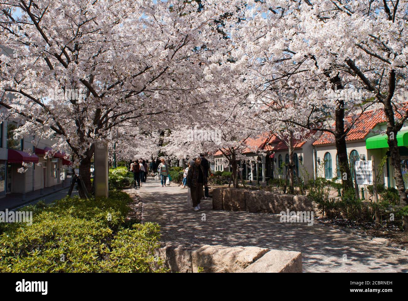 Sakura no hana hi-res stock photography and images - Alamy