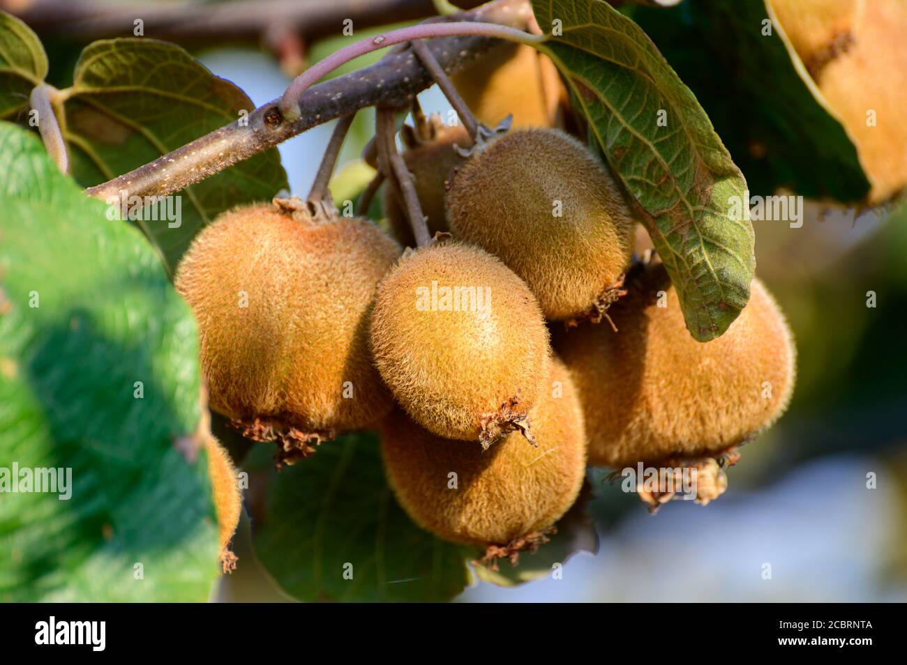 New zealand kiwi fruit tree hi-res stock photography and images - Alamy