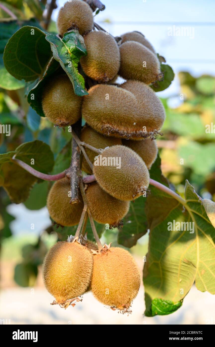 New zealand kiwi fruit tree hi-res stock photography and images - Alamy