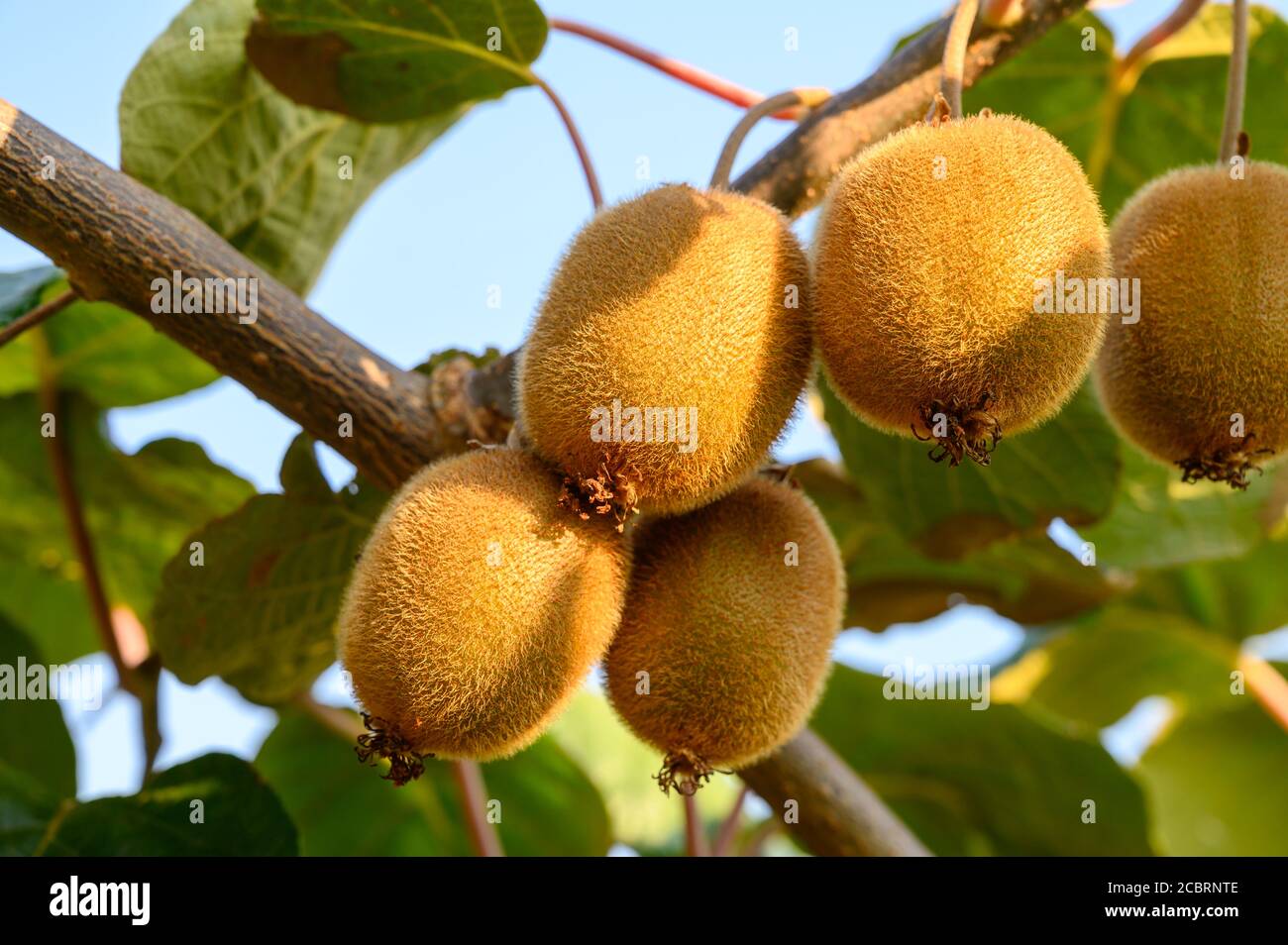 New zealand kiwi fruit tree hi-res stock photography and images - Alamy