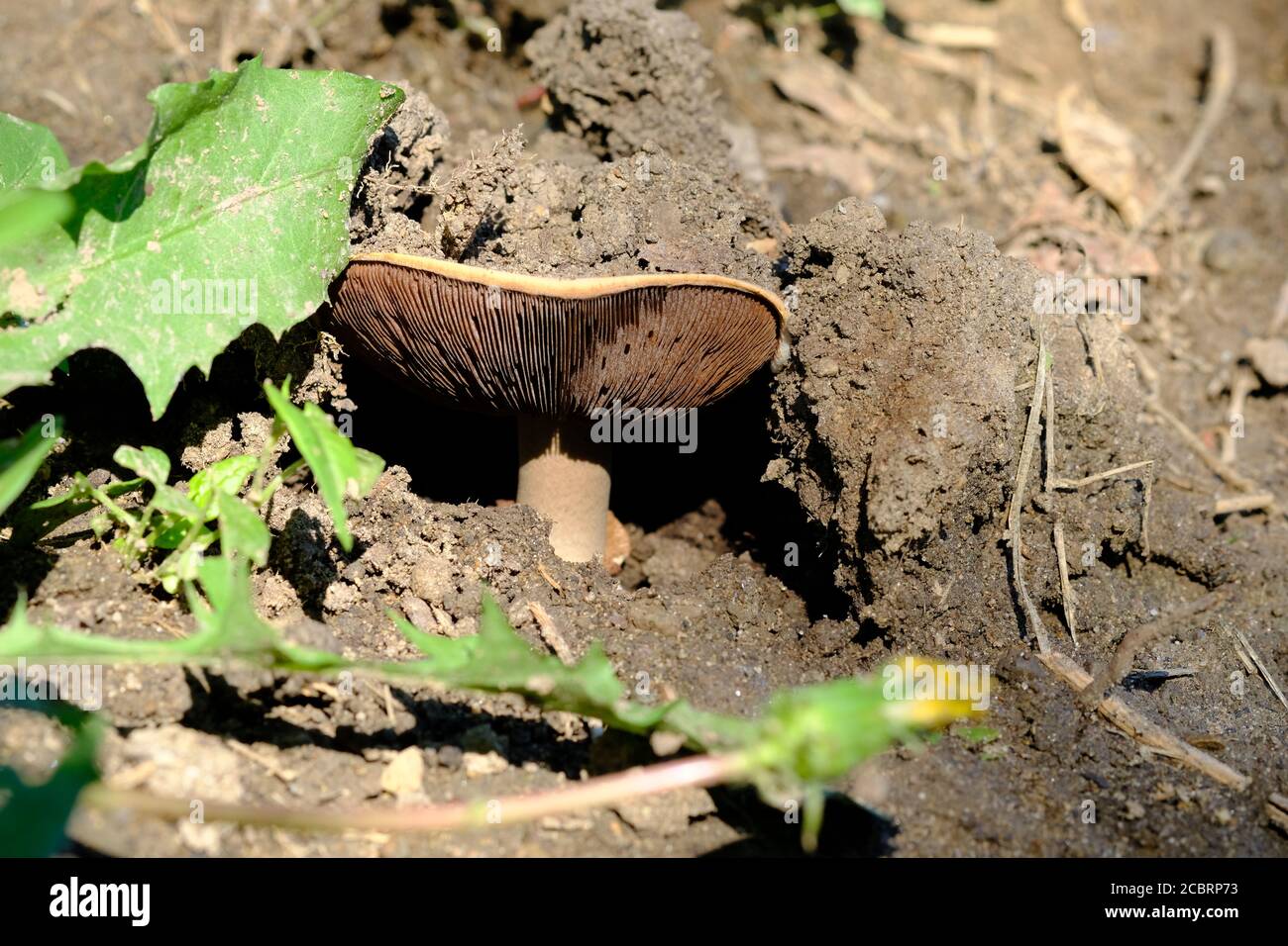 Mature agaricus (Agaricus bitorquis?) mushroom with dark, attached gills and tan/ brown cap. Ottawa, Ontario, Canada. Stock Photo