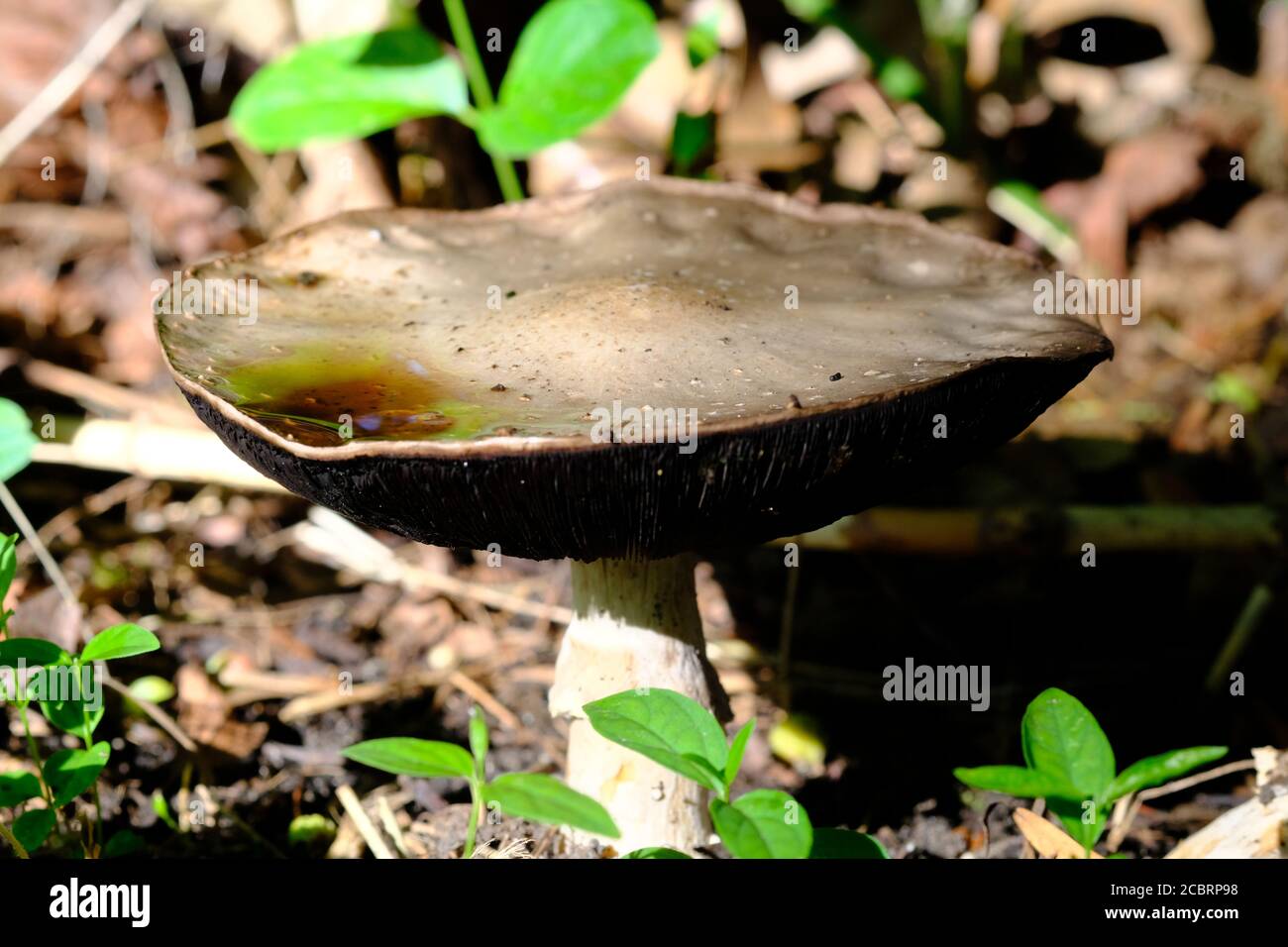 Mature agaricus (Agaricus bitorquis?) mushroom with dark, attached gills and tan/ brown cap. Ottawa, Ontario, Canada. Stock Photo
