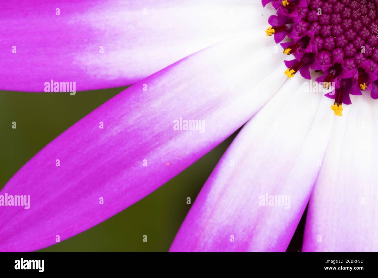 Closeup of a pink bicolour senetti daisy. Stock Photo